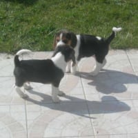 2 des chiots de mon chien