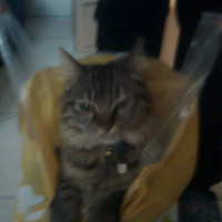 Loulou dans le sac