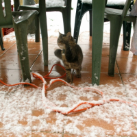 La 1er fois que ta vue de la neige Loulou