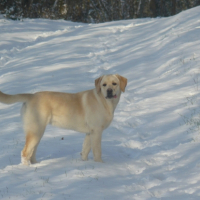 promenade dans la neige