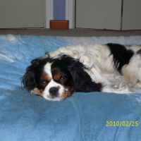 Photo #232237 de Bandit