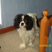 Photo #232238 de Bandit