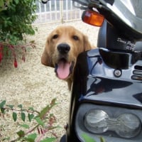 Baloo motard