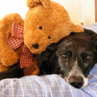 Laura et son doudou