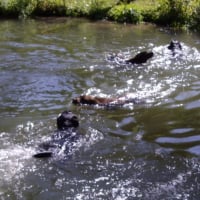 baignade en famille