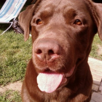 Mon Frêre Tamba, on lui a abimé la langue en chahutant quand on était chiots