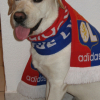 supporter ol 