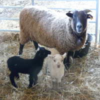 maman et bébé