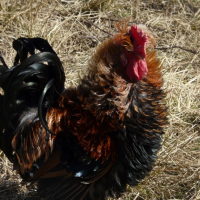 Coq frisé