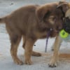 Get off chester! this is my ball! =)