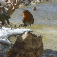 rouge gorge