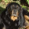 Ma seconde maman (adoptive), Lola, une Rott pas comme les autres...