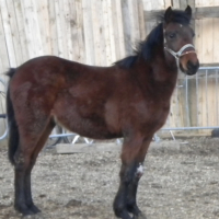 Mustang fait le beau ^^