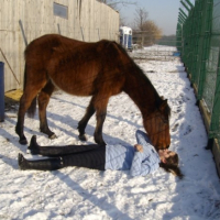 encore un bisou dans la neige ^^