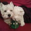 To Be, sa peluche westie et son doudou