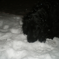 era a la decouverte de la neige