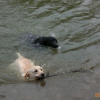 léo et euclide dans le canal de la niévre janvier 2010  à 10mois tous les 2