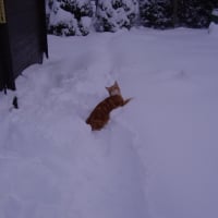 abricot dans la neige