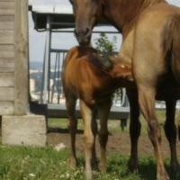 Mustang en mode piti bebe schtroumpf