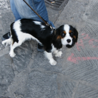 Enola dans les rues de Florence