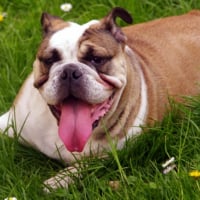 Eather_bulldog_anglais_2