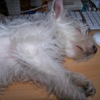 sur le bureau de Maman