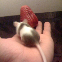 Souris Fraise