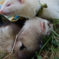 Mélisse et Bianca en promenade