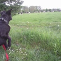 La première fois que je vois des vaches