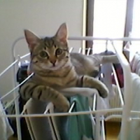 Romeo sur la tour a linge