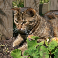 Moumoune dans le jardin