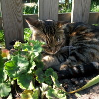 Moumoune qui dort au soleil