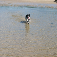 Titine à la plage aujourd'hui