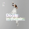 Dog is in the air