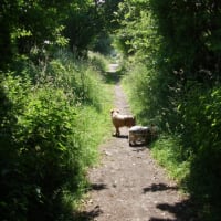 il est beau notre chemin!