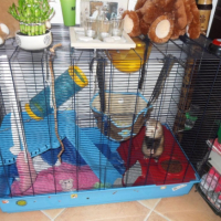 ma cage