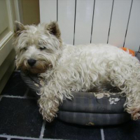 Puffff, grosse fatigue dans mon panier de chiot!