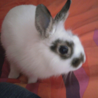 Photo #239054 de Filou