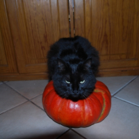 Chat d'Halloween !