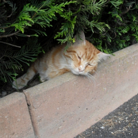 quand il fait chaud j'aime bien dormir dans les tuyas chez la voisine