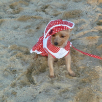 Sur la plage abandonnée.... coquillages et crustacés (^.^)<3