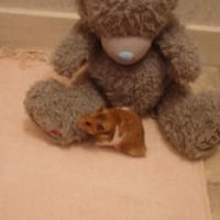 freddy et le nounours