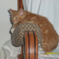 Photo #241308 de Simba