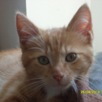 Photo #241310 de Simba