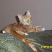 Photo #241313 de Simba