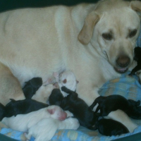 Tessa et ses 12 bébés ( unique portée)