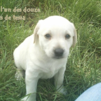 Benji l'un des chiot de Tessa nous l'avons placerdans une bonne famille