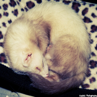 Photo #241782 de Draco