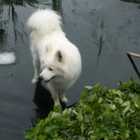 Falko adore promener dans l'étang