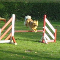 agility